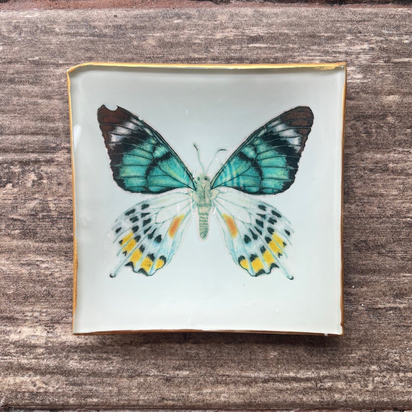 Plato Pequeño 10 cm - Mariposa Colores - Ilustración